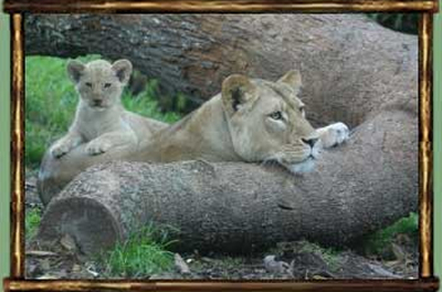 Auckland Zoo