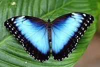 Butterfly And Orchid Garden