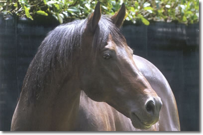 Horse Magic