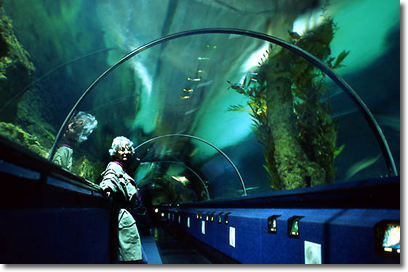 Kelly Tarltons Antarctic Encounter & Underwater World